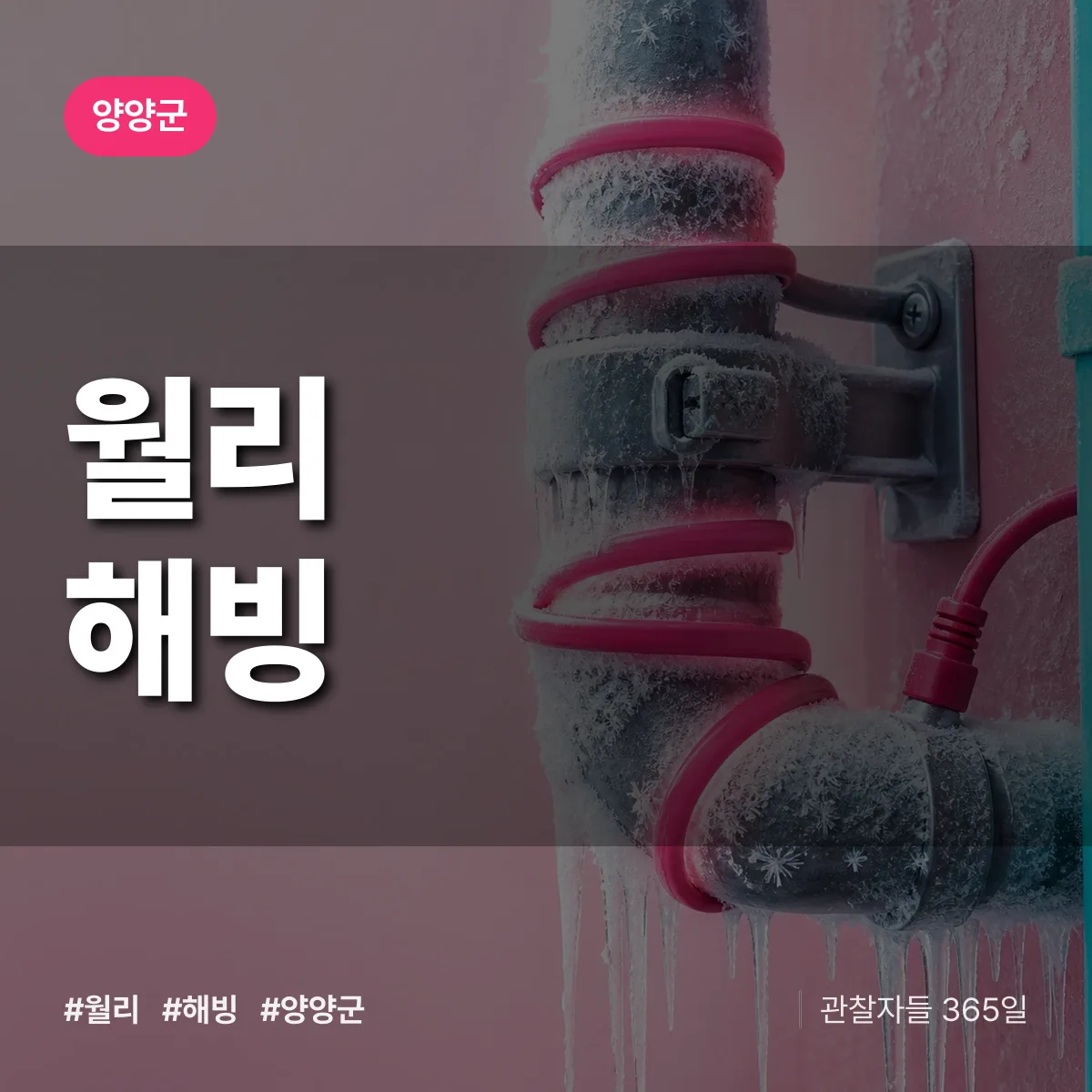 월리 해빙 배너